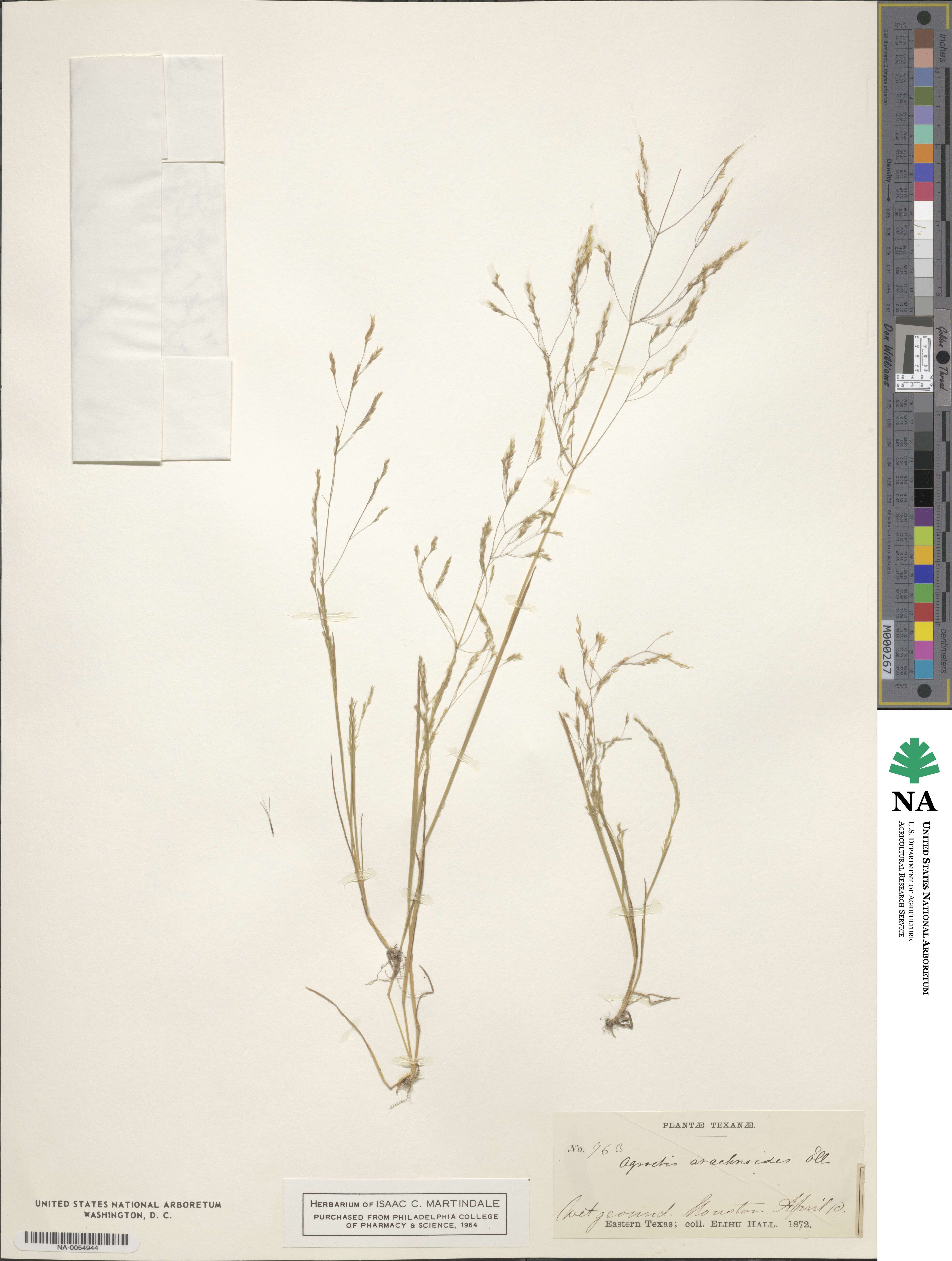 Agrostis elliottiana image