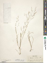 Agrostis elliottiana image