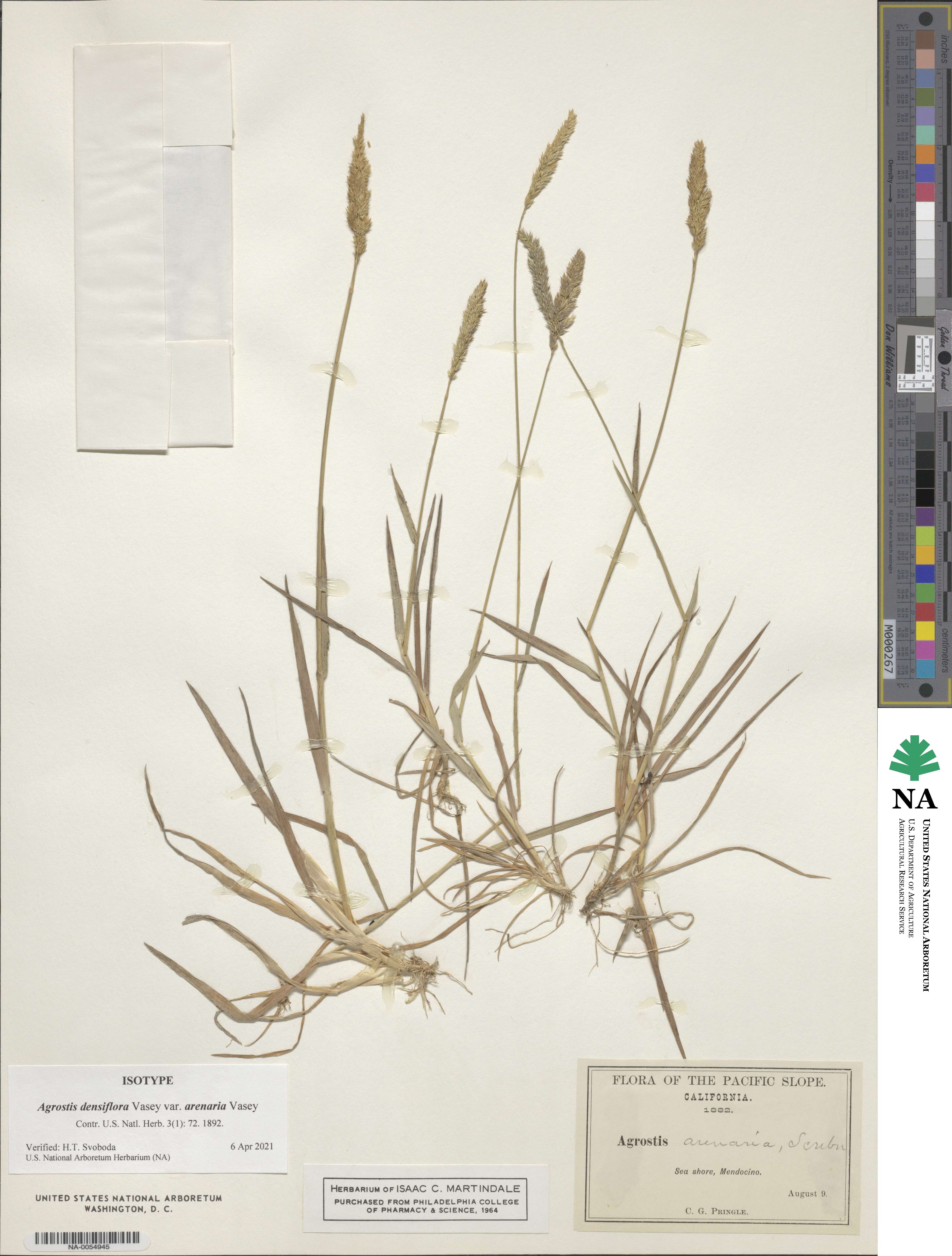 Agrostis densiflora image