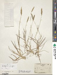 Agrostis densiflora image