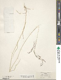 Image of Agrostis oregonensis