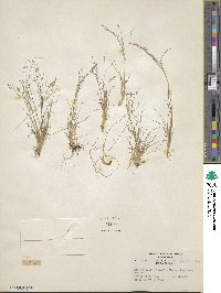 Agrostis mertensii image