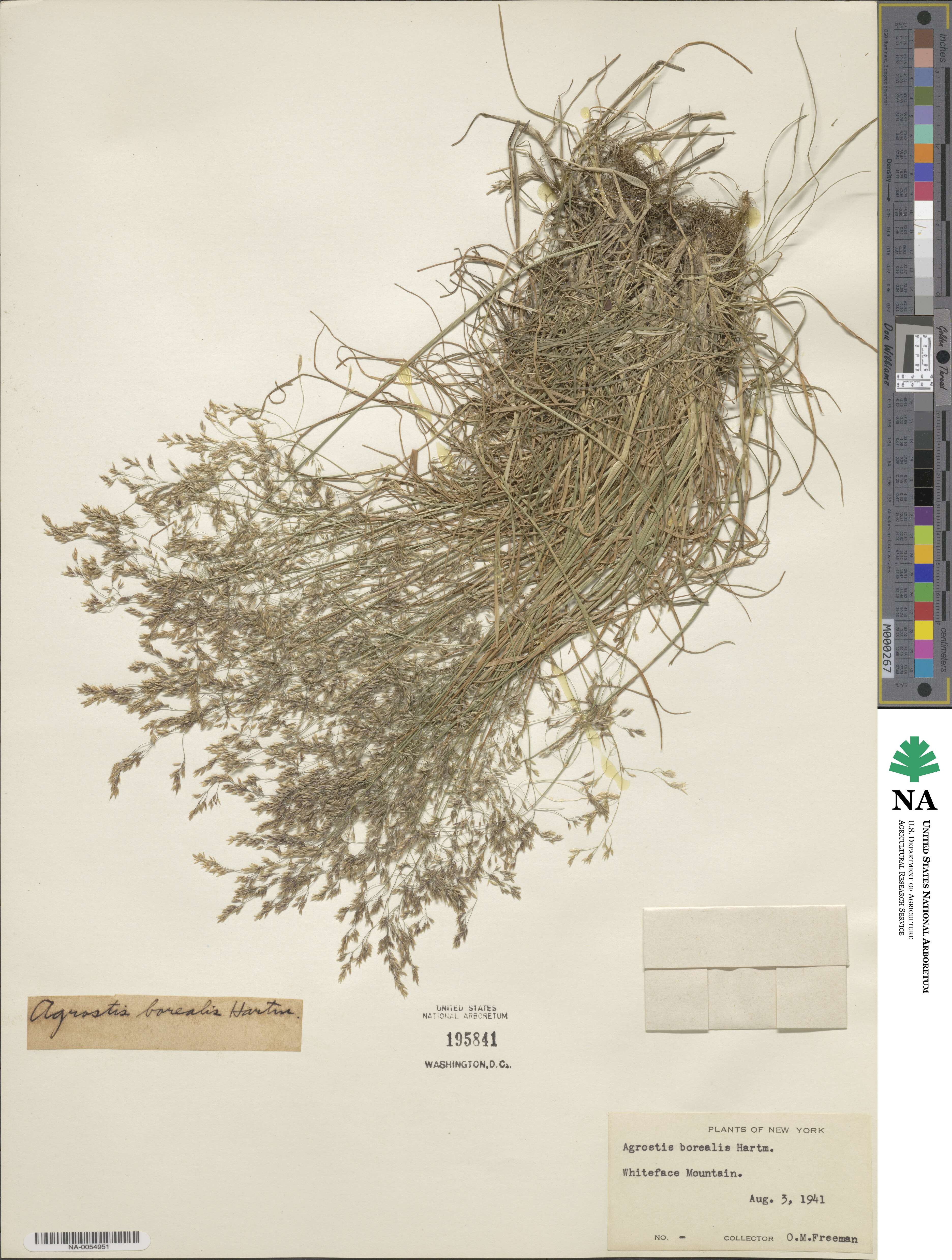 Agrostis mertensii image