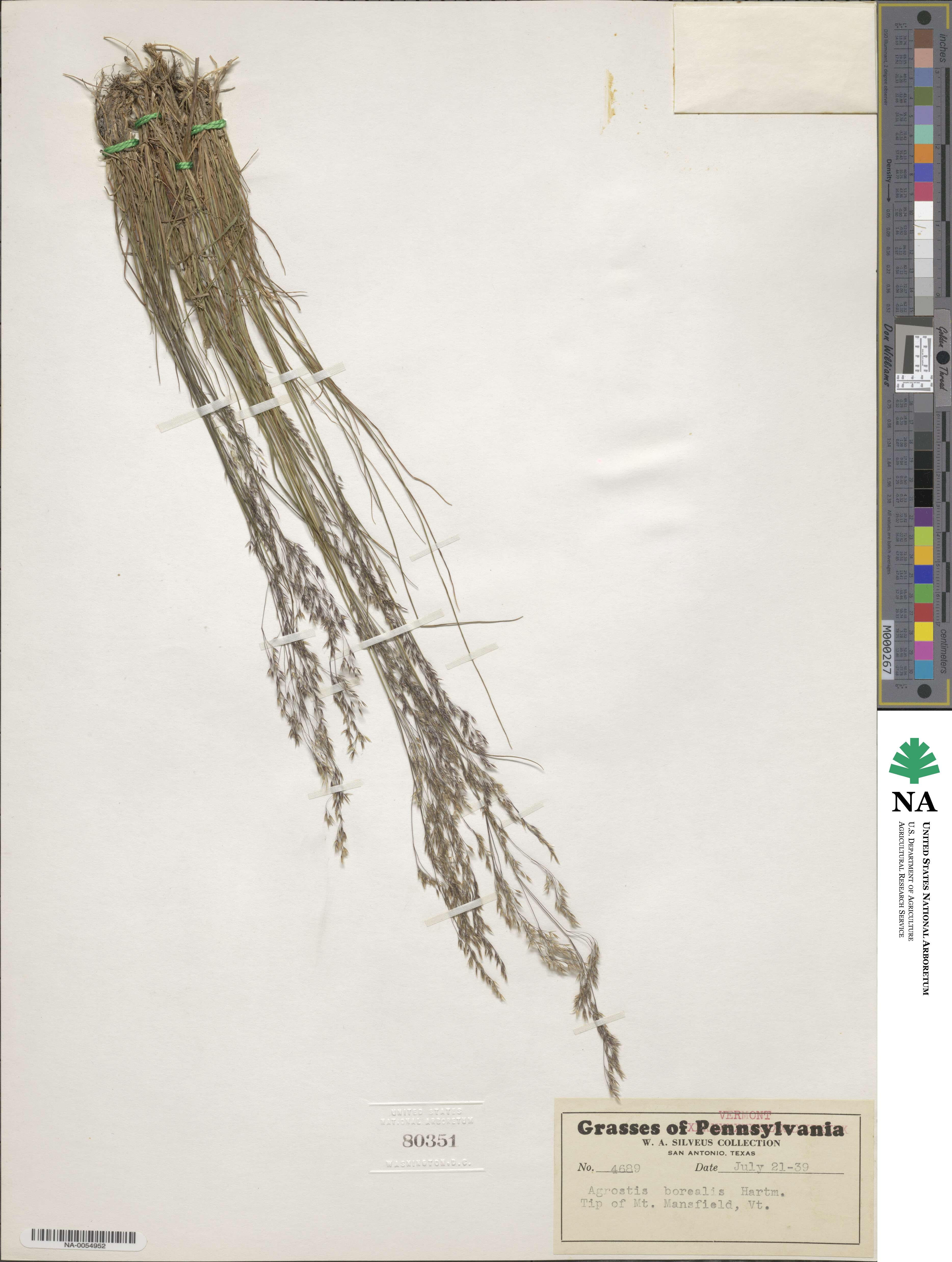 Agrostis mertensii image