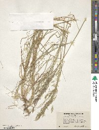 Image of Agrostis pallens