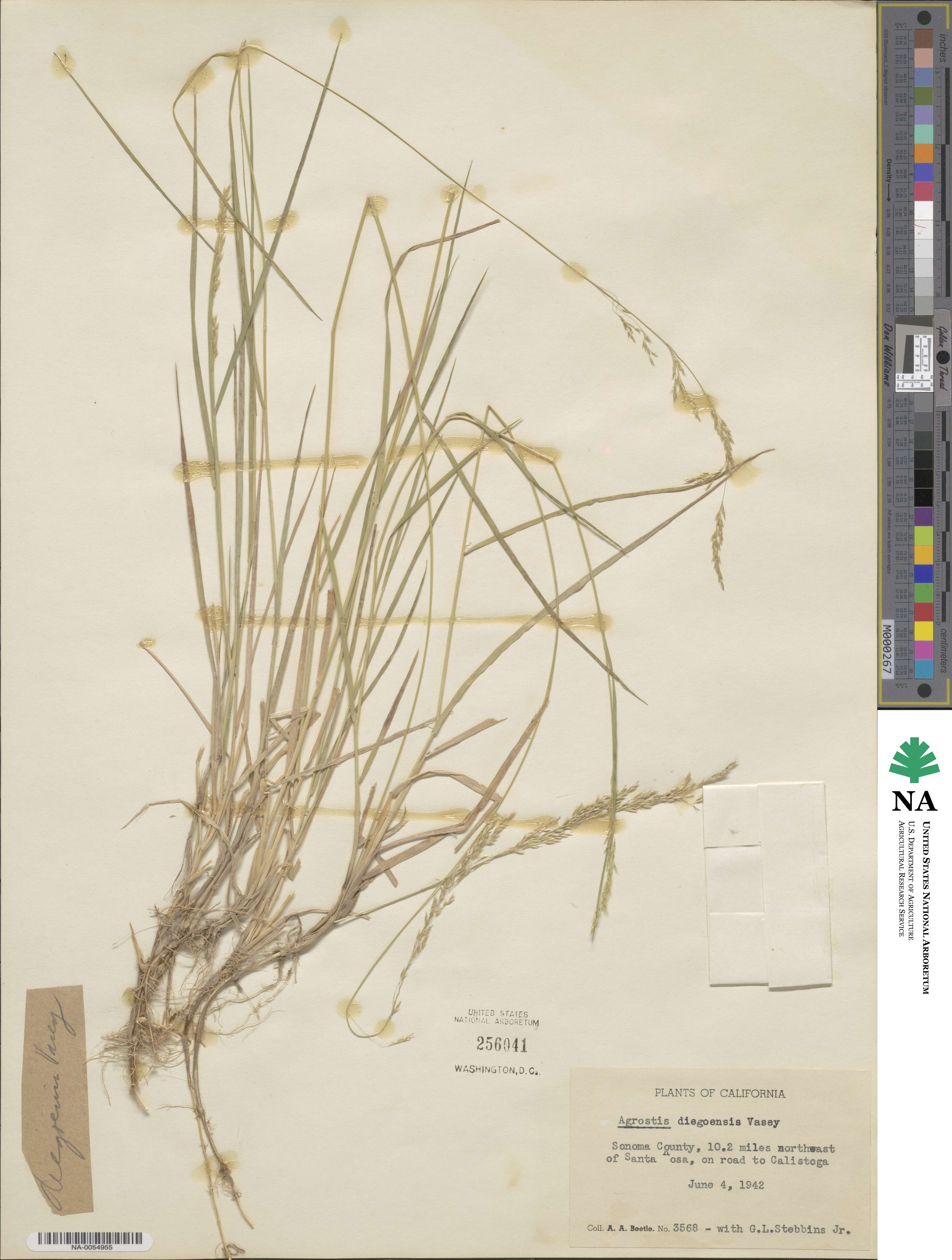Agrostis pallens image