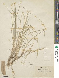 Agrostis pallens image