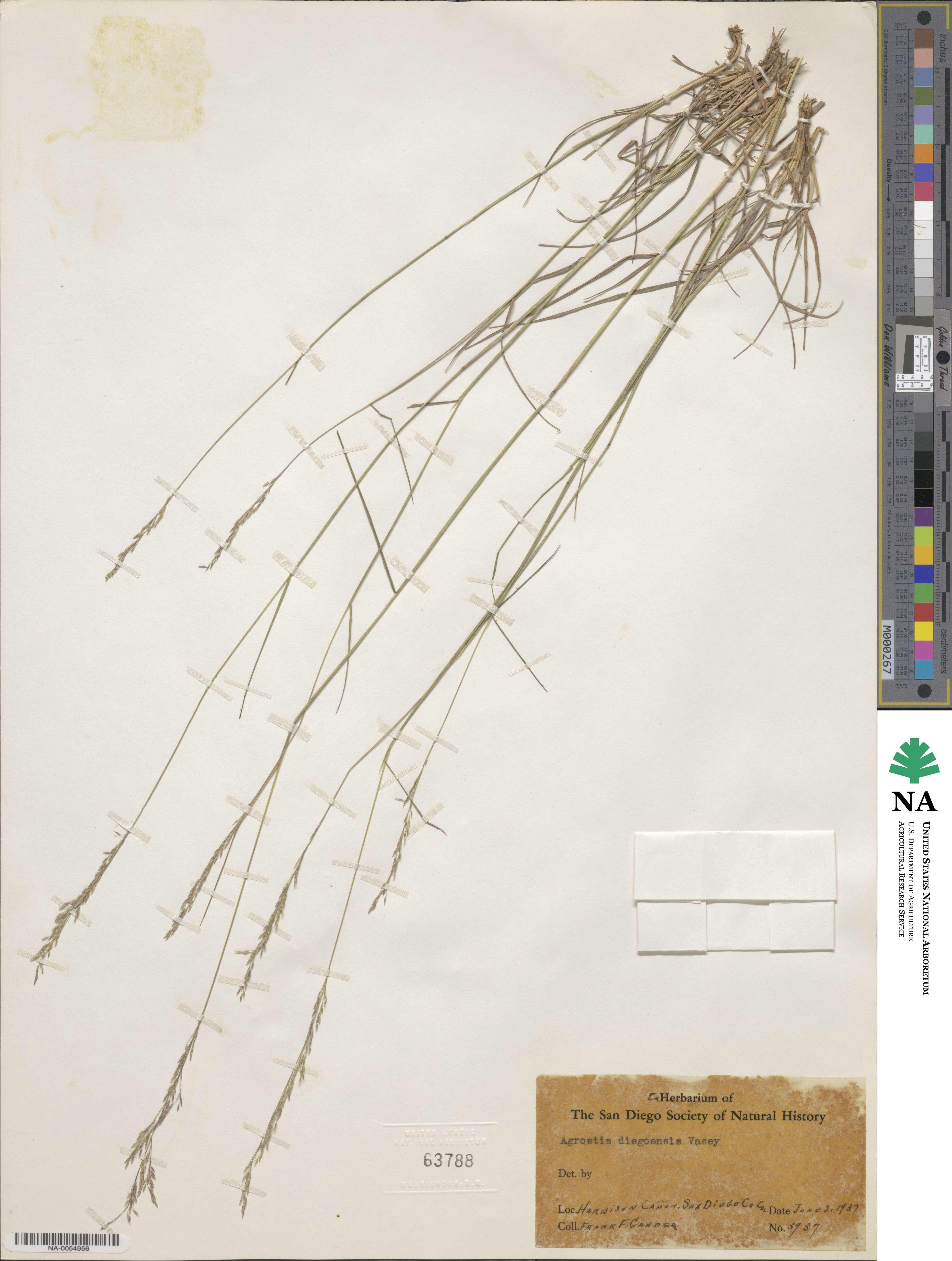 Agrostis pallens image