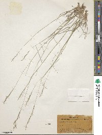 Agrostis pallens image