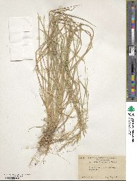 Agrostis pallens image