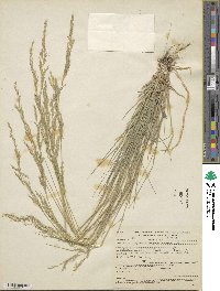 Agrostis pallens image