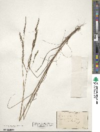 Agrostis perennans image