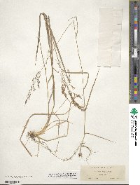 Agrostis perennans image