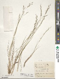 Agrostis perennans image