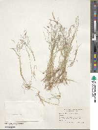 Agrostis elliottiana image