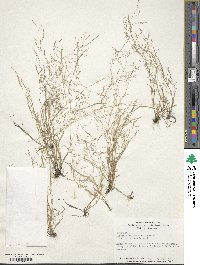 Agrostis elliottiana image