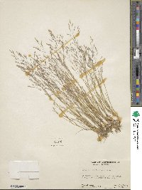 Agrostis elliottiana image