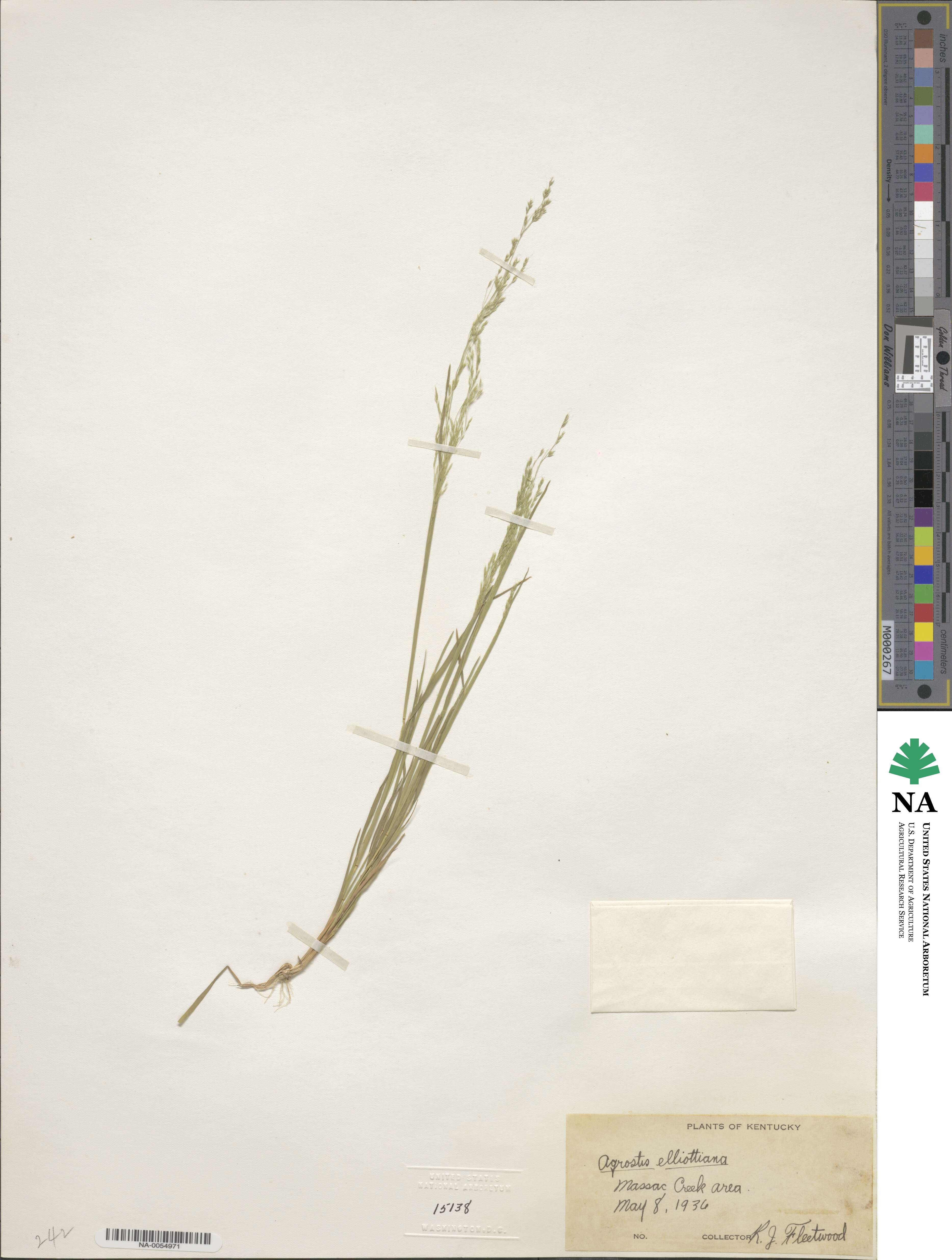 Agrostis elliottiana image