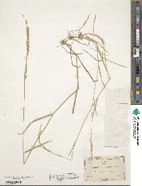 Image of Agrostis exarata