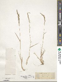 Agrostis exarata image