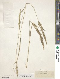 Agrostis exarata image