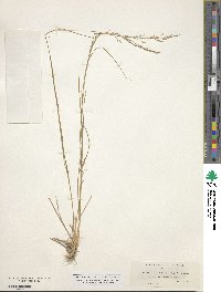 Agrostis exarata image