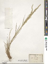 Agrostis exarata image