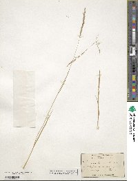 Agrostis exarata image