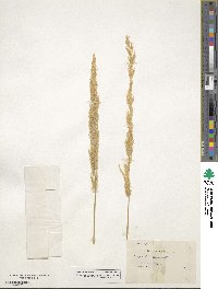 Agrostis exarata image