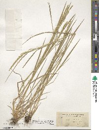 Agrostis exarata image