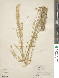 Agrostis exarata image