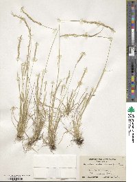 Agrostis exarata image