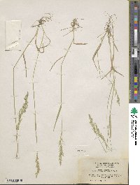 Agrostis exarata image