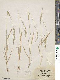 Agrostis exarata image