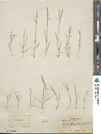 Agrostis exarata image