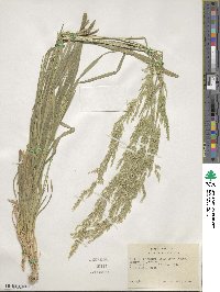 Agrostis exarata image