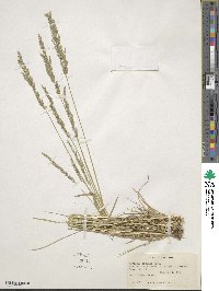 Agrostis exarata image