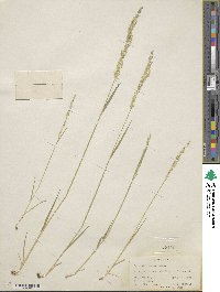 Agrostis exarata image