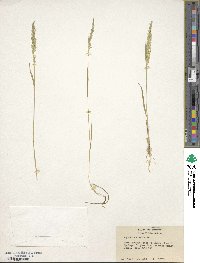 Agrostis exarata image