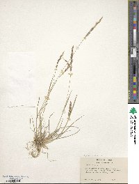 Agrostis exarata image