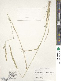 Agrostis exarata image