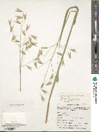 Avena sativa image