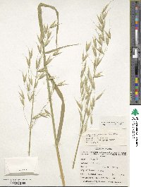 Avena sativa image