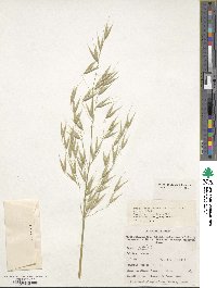 Avena sativa image