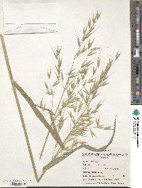 Avena sativa image