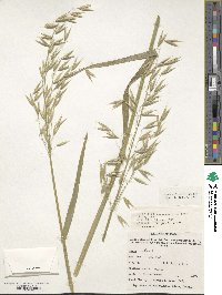 Avena sativa image