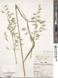 Avena sativa image