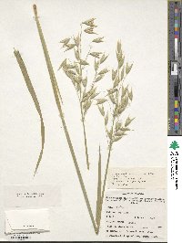 Avena sativa image