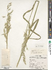 Avena sativa image