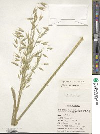 Avena sativa image